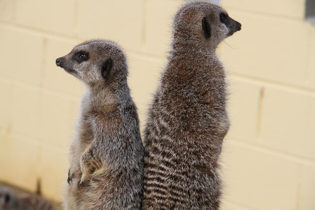 Photo vue rapprochée des suricates