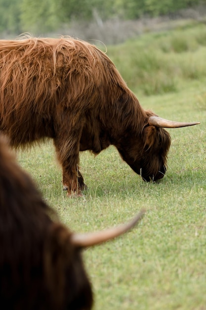 Vue rapprochée de taureaux des Highlands écossais qui paissent dans une prairie d'été