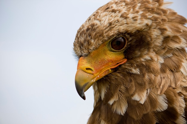 Vue rapprochée de la tête d&#39;un aigle bateleur.