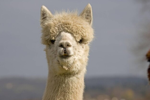 Vue rapprochée de la tête d'alpacas domestiques blancs au Royaume-Uni