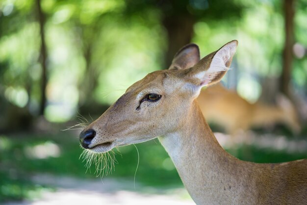 Vue rapprochée de la tête d'une antilope