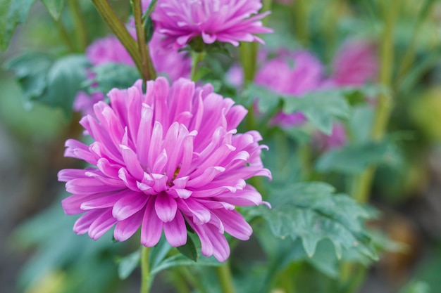 Vue rapprochée d'une tête de l'aster violet dans l'arrière-plan naturel flou