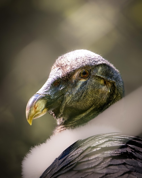 Vue rapprochée de la tête et du bec d'un condor andin sur une branche d'arbre