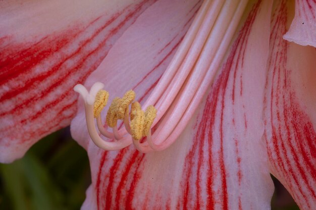 Vue rapprochée de la tête de fleur