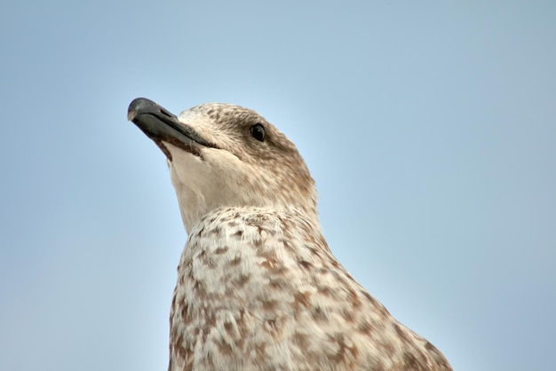 Vue rapprochée de la tête d'une mouette