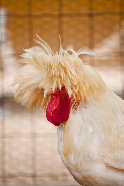 Photo vue rapprochée de la tête d'une race de poulet polonaise frizzle.