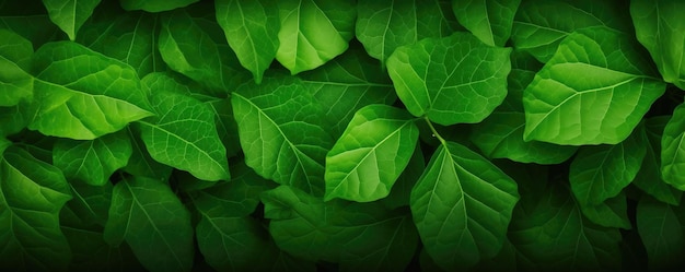 Vue rapprochée de la texture des feuilles vertes pour un concept écologique