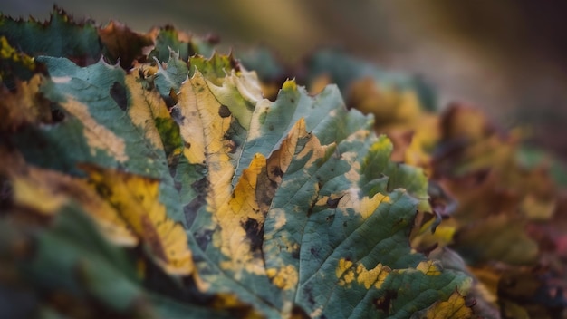 Vue rapprochée d'une texture de feuilles