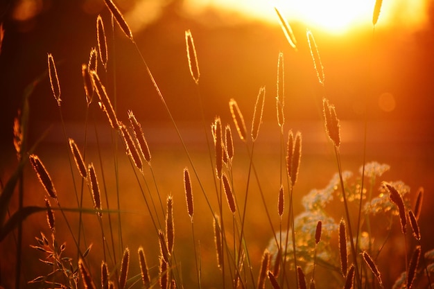 Photo vue rapprochée des tiges dans le champ au coucher du soleil