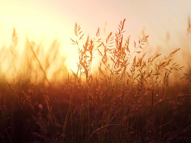 Photo vue rapprochée des tiges dans le champ contre le ciel au coucher du soleil