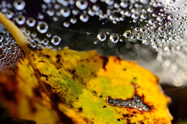 Photo vue rapprochée d'une toile d'araignée humide sur une feuille en automne