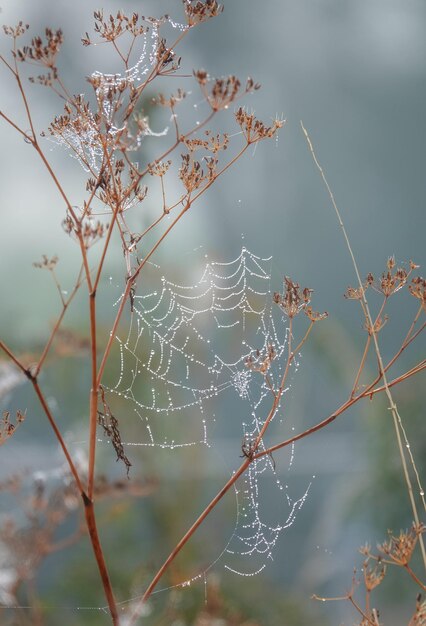 Photo vue rapprochée de la toile d'araignée humide sur la plante