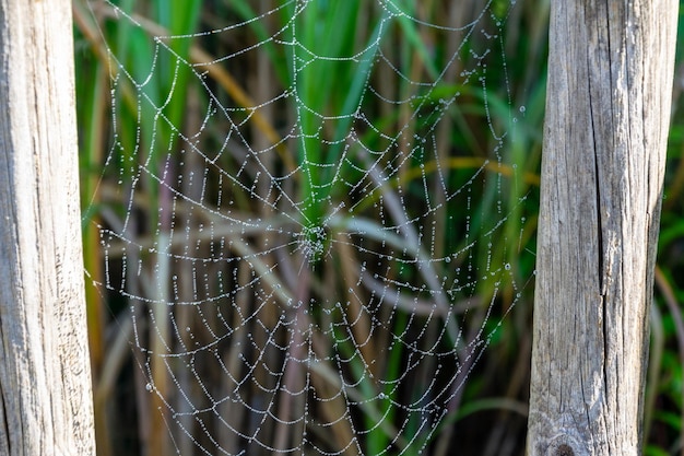 Photo vue rapprochée de la toile d'araignée humide sur la plante