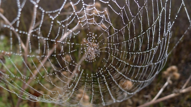 Photo vue rapprochée de la toile d'araignée mouillée