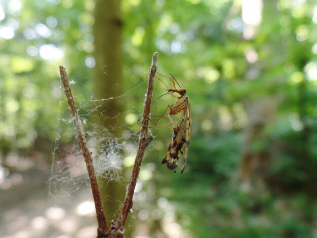 Photo vue rapprochée de la toile d'araignée sur la plante