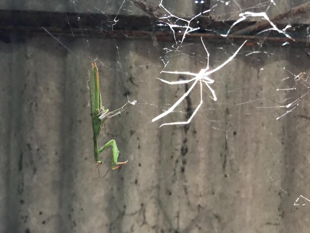 Photo vue rapprochée de la toile d'araignée sur la plante