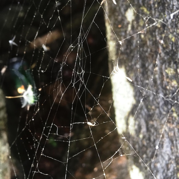 Vue rapprochée de la toile d'araignée