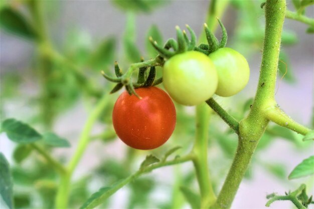 Photo vue rapprochée des tomates sur la plante