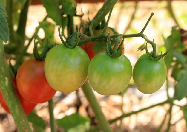 Vue rapprochée des tomates rouges et vertes fraîches encore sur les arbres