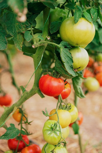 Vue rapprochée des tomates vertes et rouges en serre sur fond flou