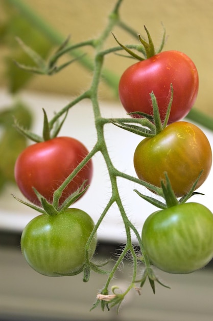 Photo vue rapprochée des tomates