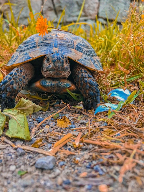 Photo vue rapprochée d'une tortue dans un champ