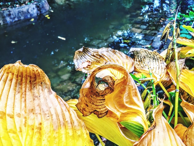 Photo vue rapprochée de la tortue jaune dans l'eau