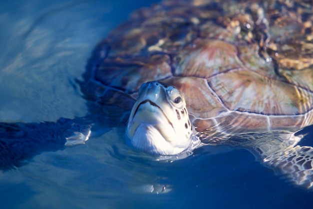 Vue rapprochée d'une tortue en mer