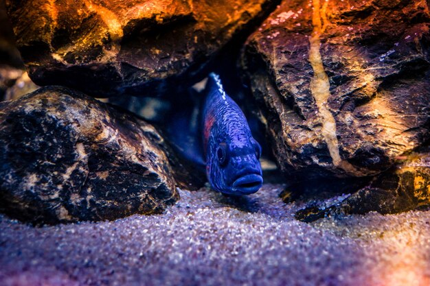 Photo vue rapprochée d'une tortue en mer