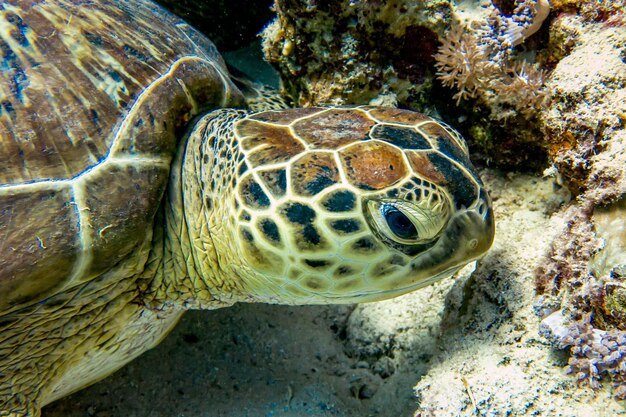 Photo vue rapprochée d'une tortue en mer