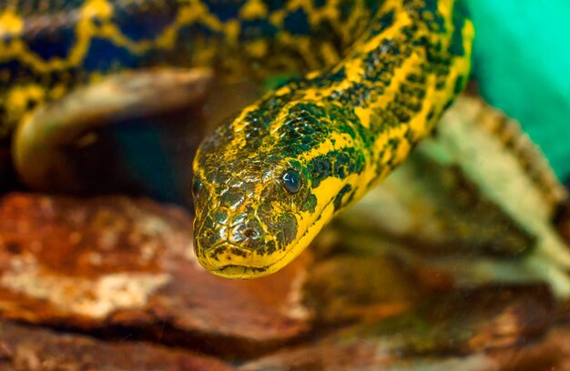 Photo vue rapprochée d'une tortue en mer