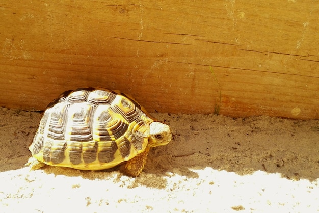 Photo vue rapprochée d'une tortue sur un mur de pierre