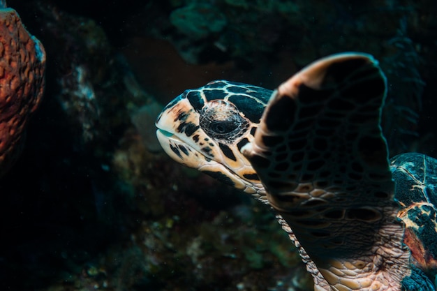 Photo vue rapprochée d'une tortue nageant dans l'eau