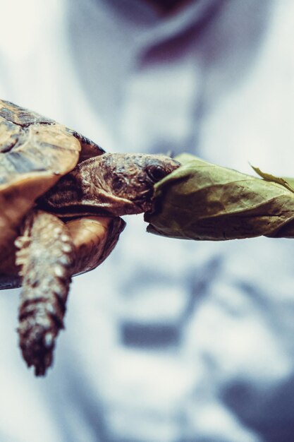 Photo vue rapprochée de la tortue par feuille