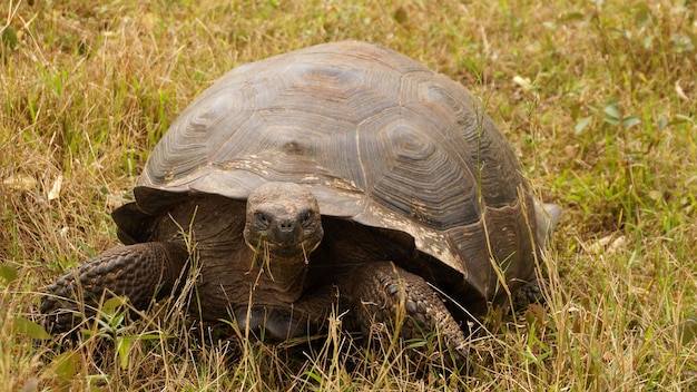 Photo vue rapprochée de la tortue sur le terrain