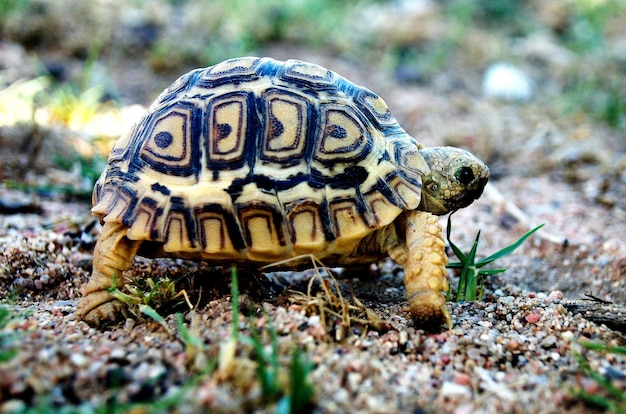 Vue rapprochée de la tortue sur le terrain