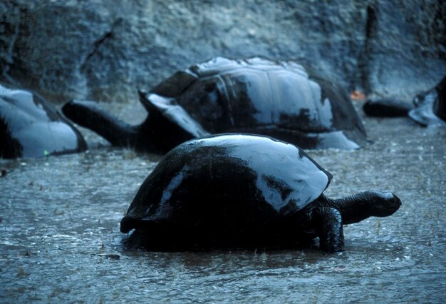 Photo vue rapprochée des tortues sous la pluie