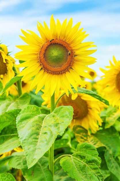 Vue rapprochée sur le tournesol sur le terrain