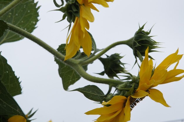 Photo vue rapprochée des tournesols sur un ciel dégagé