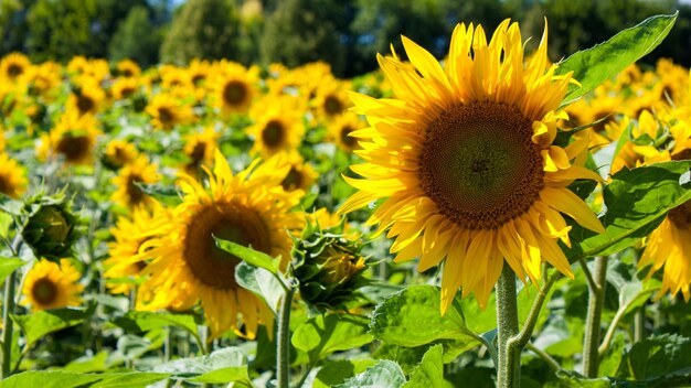 Vue rapprochée des tournesols en fleurs à l'extérieur