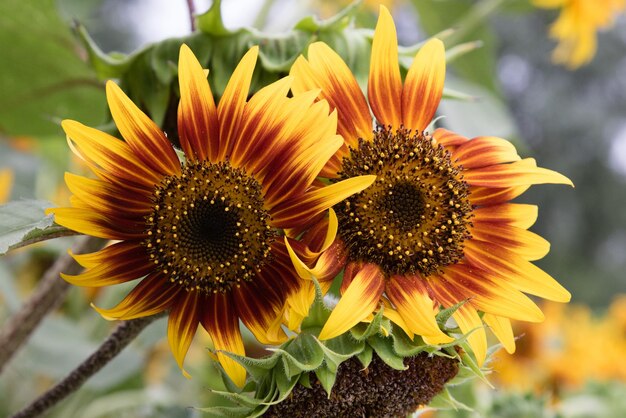 Photo vue rapprochée des tournesols en fleurs à l'extérieur