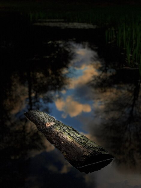 Photo vue rapprochée d'un tronc de bois dans un lac