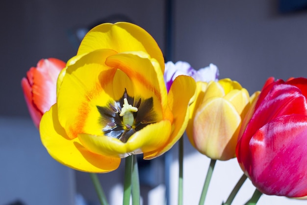 Photo vue rapprochée de la tulipane jaune