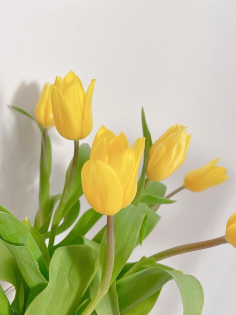 Vue rapprochée de la tulipane jaune