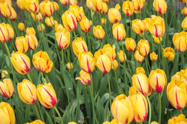 Vue rapprochée des tulipes en fleurs sur le champ