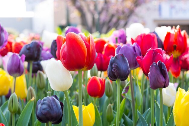 Photo vue rapprochée des tulipes en fleurs à l'extérieur