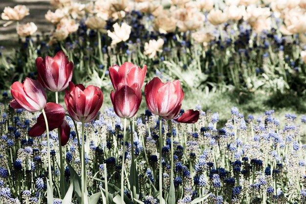 Vue rapprochée des tulipes en fleurs à l'extérieur