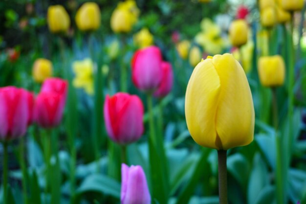 Photo vue rapprochée des tulipes jaunes en fleurs à l'extérieur