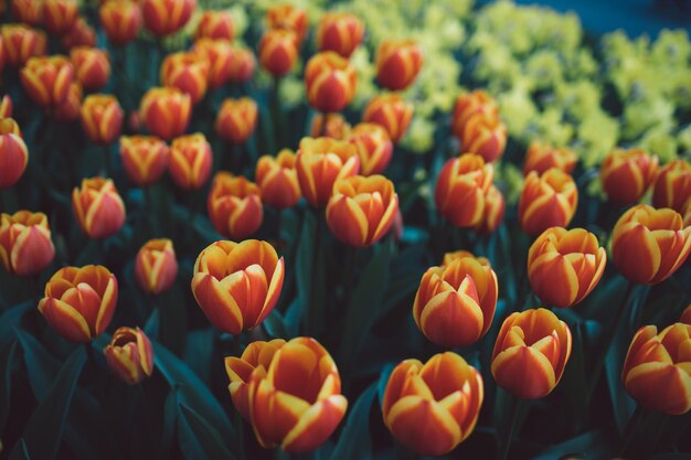 Photo vue rapprochée des tulipes orange