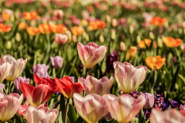 Vue rapprochée des tulipes roses sur le champ